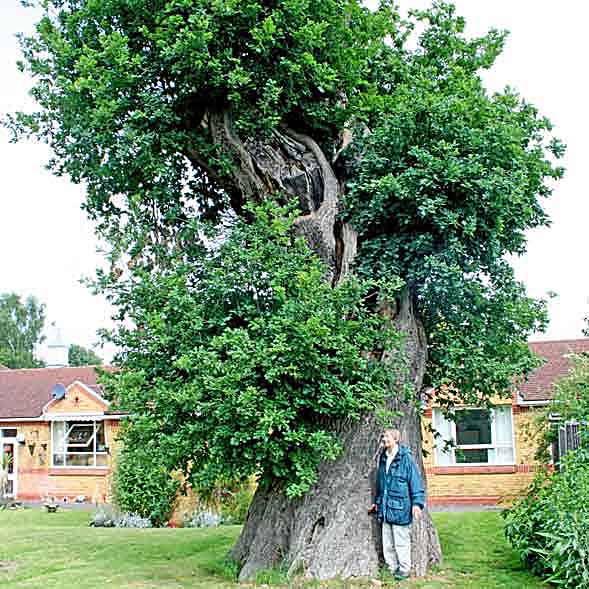heavily pollarded oak