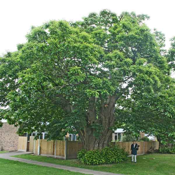 sweet chestnut with surveyor
