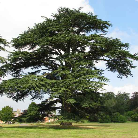 cedar of lebanon