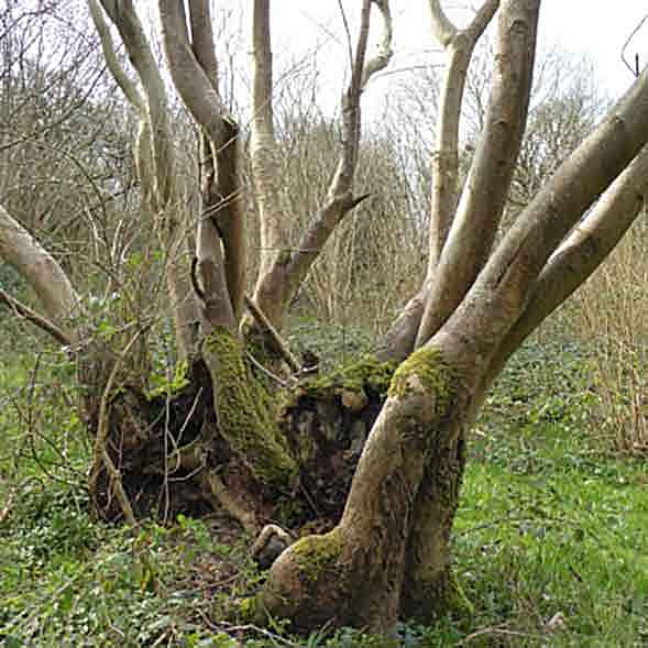 ash stool