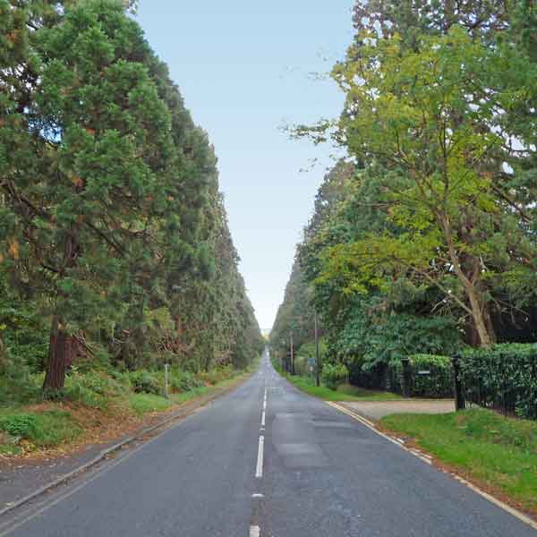 avenue of wellingtonias