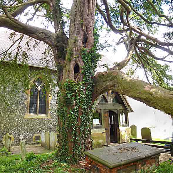 old yew in a churchyard
