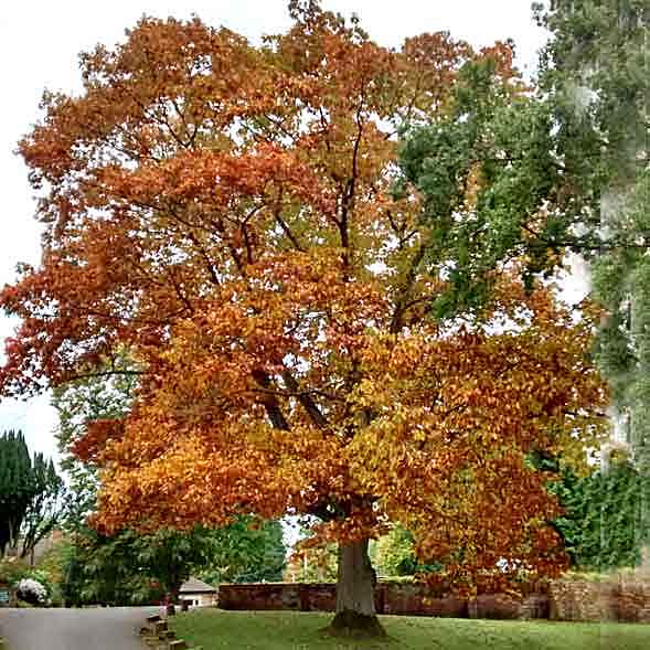 tree with bright red foliage