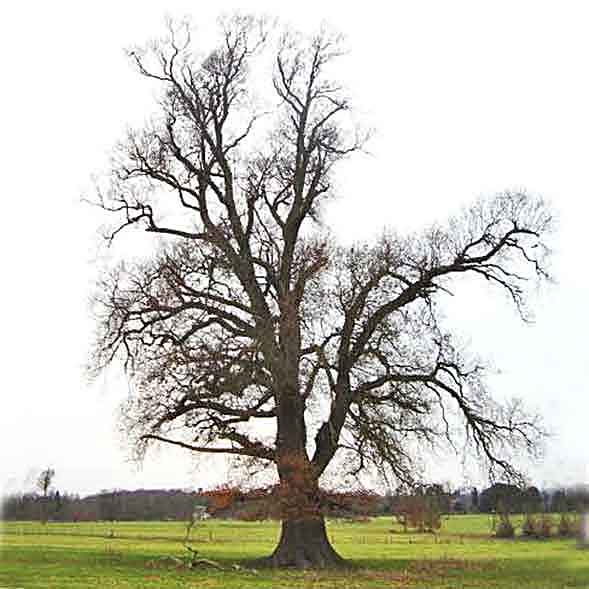 winter oak alone in parkland