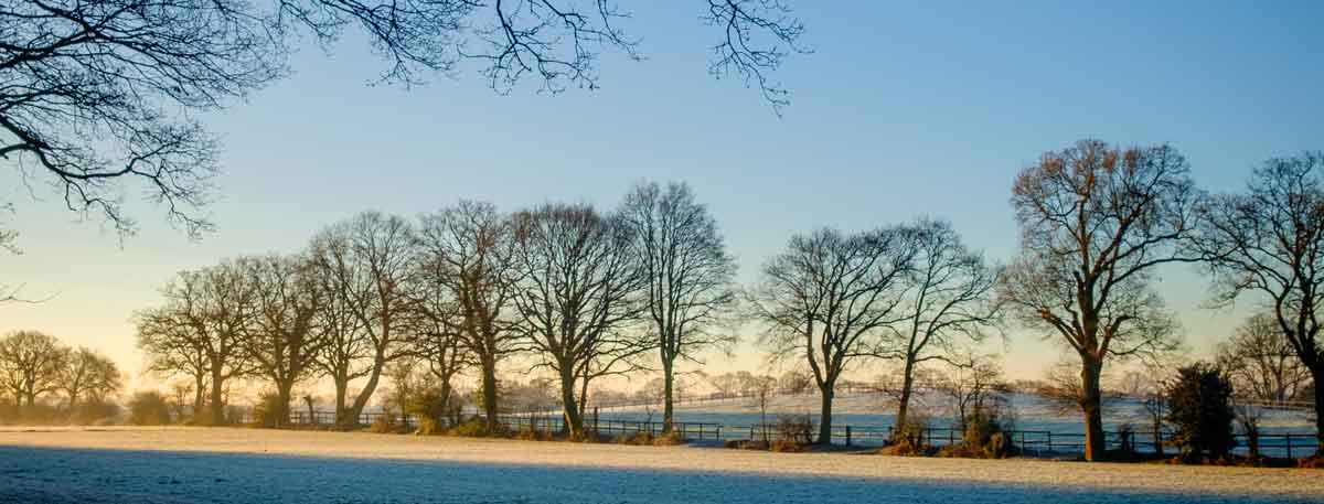 row of trees winter sunset