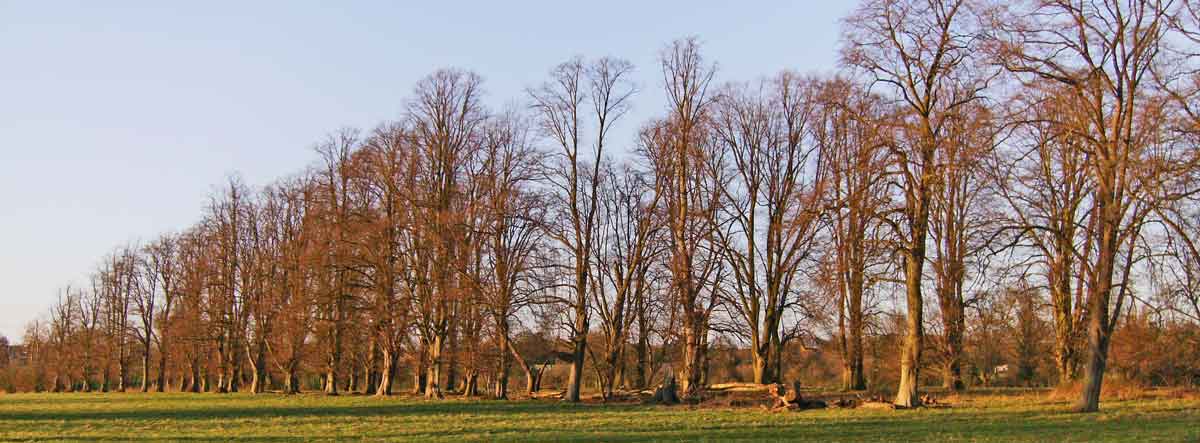 Barkham lime avenue in winter