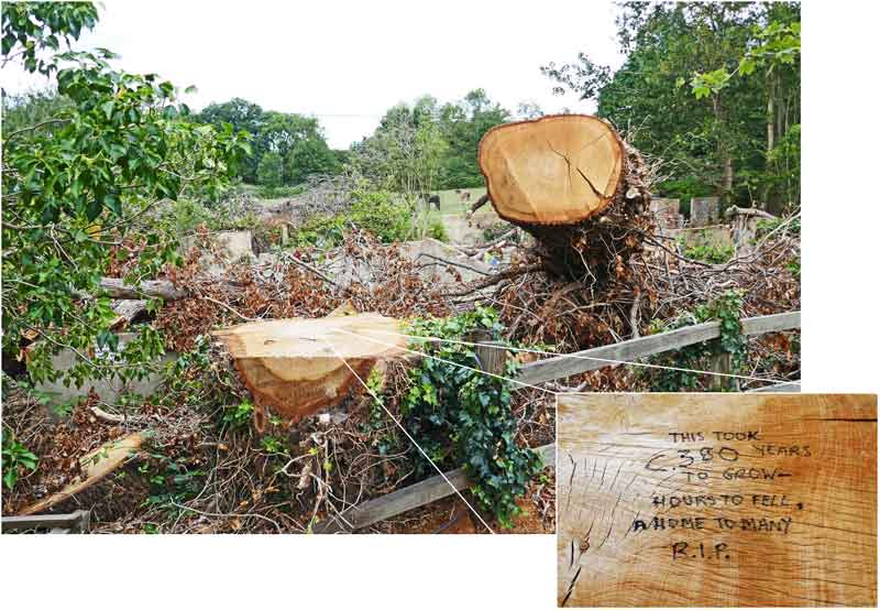 felled tree