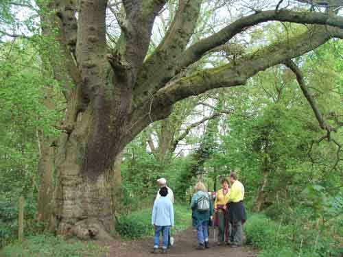 Coombes woods