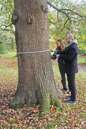 two people measuring tree