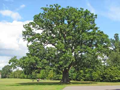 big oak in full leaf