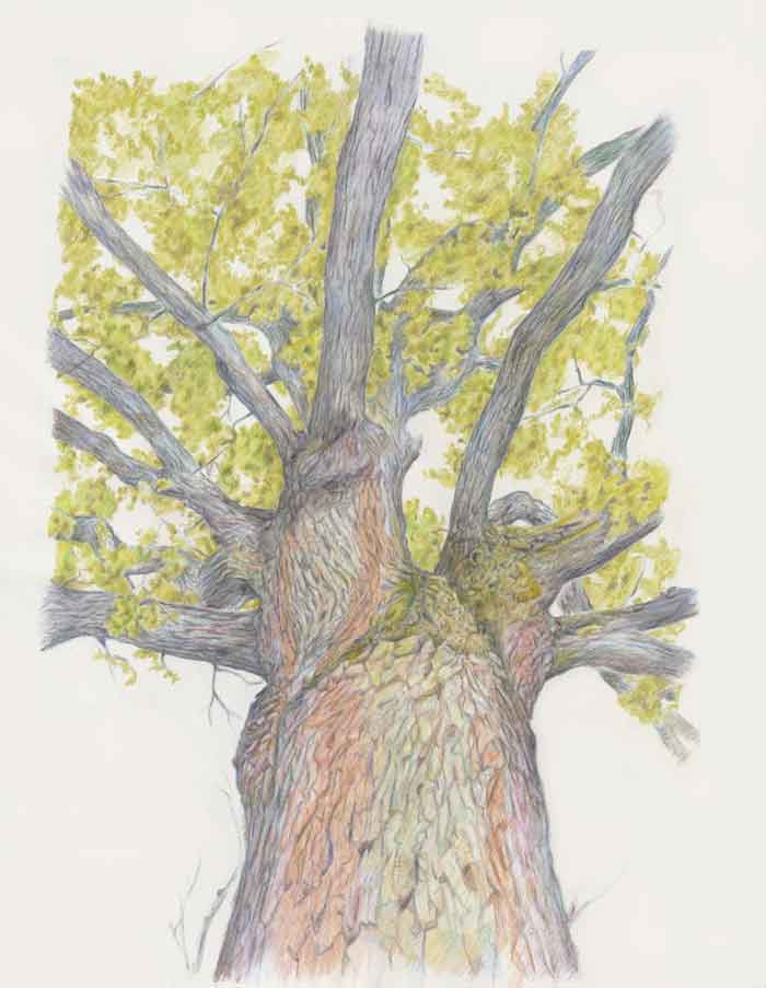 tree painting