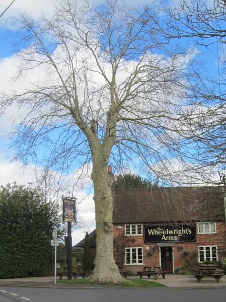 picture of tree