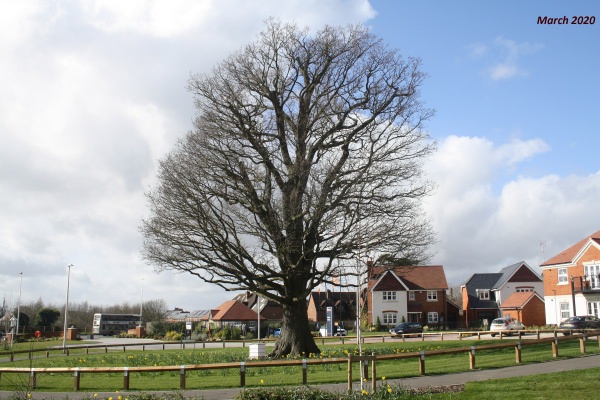 picture of tree