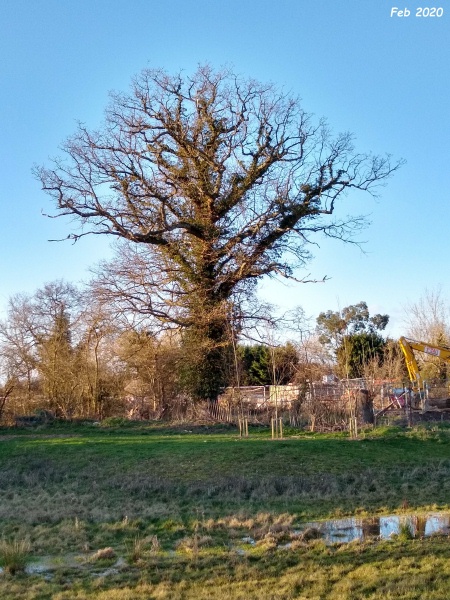 picture of tree