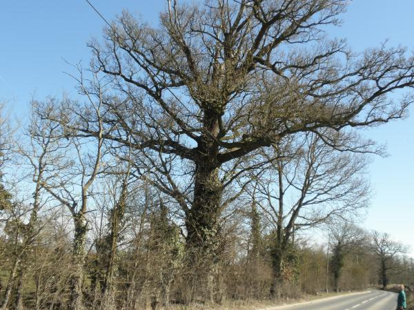 picture of tree