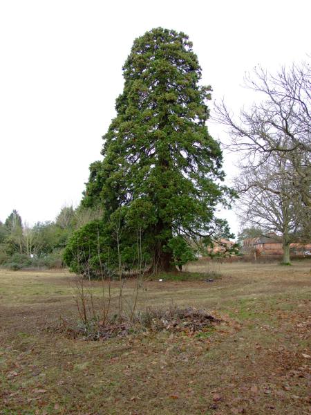 picture of tree