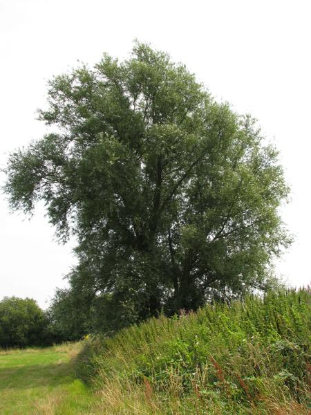 picture of tree
