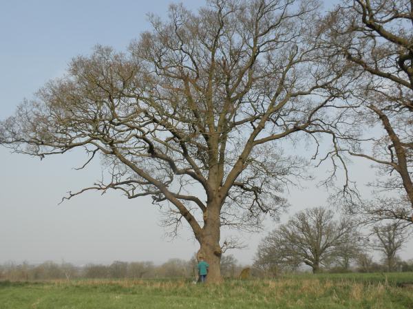 picture of tree