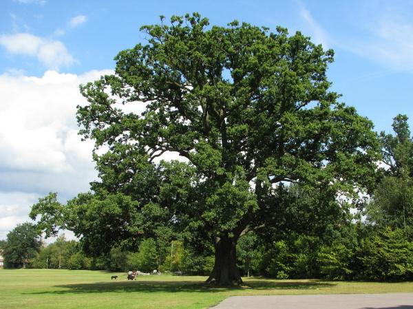 Tree 5297