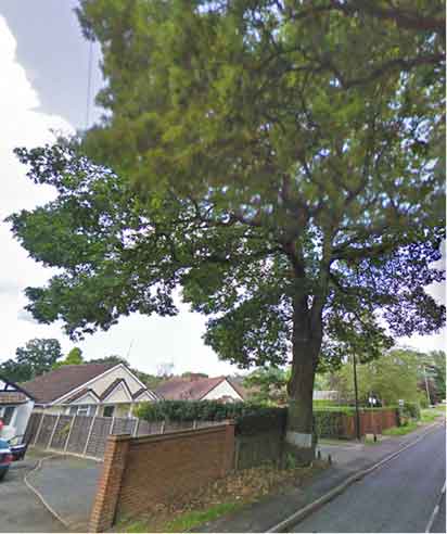 oak by side of road