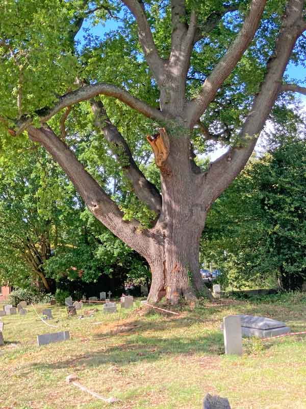 oak with scar