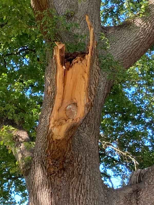 oak with scar closeup