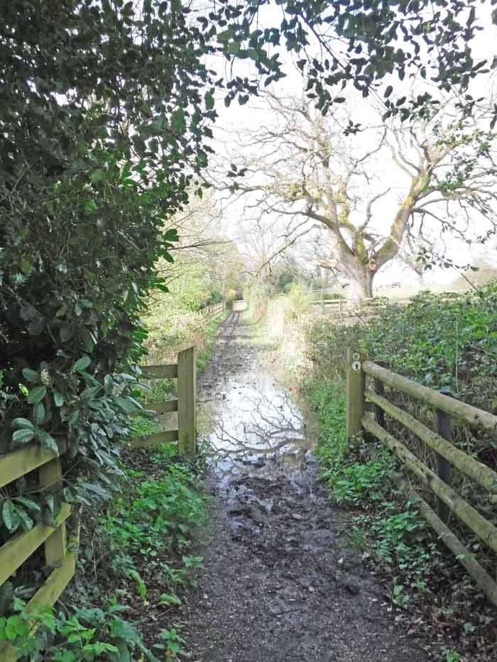 muddy path