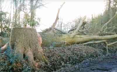 felled tree