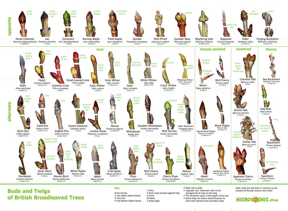 poster for identifying buds