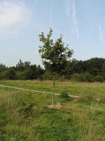 Jubilee tree 19 after 5 years