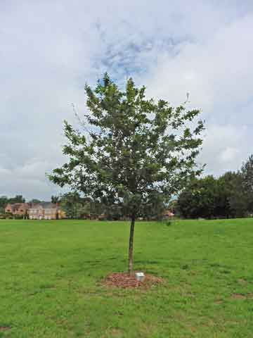 Jubilee tree 24 after 5 years