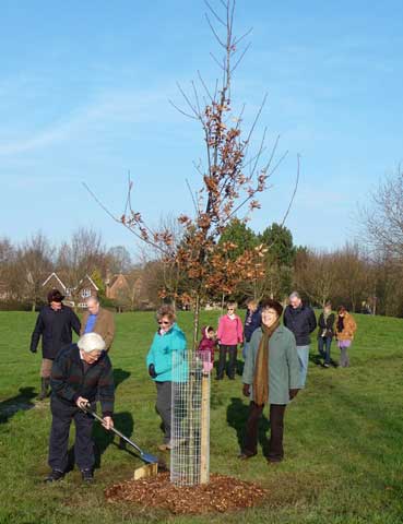 Jubilee tree 26 planting
