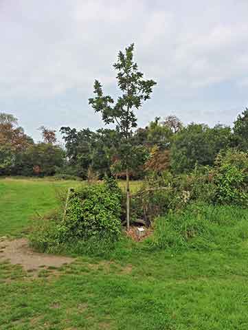 Jubilee tree 57 5 years on