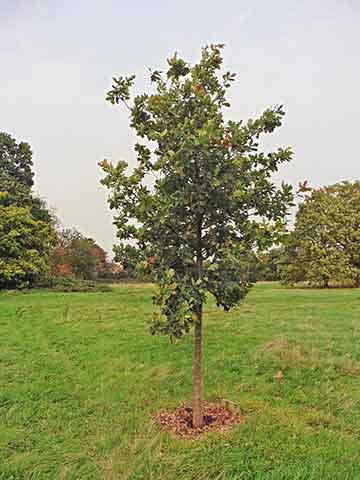Jubilee tree 59 5 years on