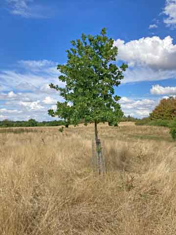 Jubilee tree in grass
