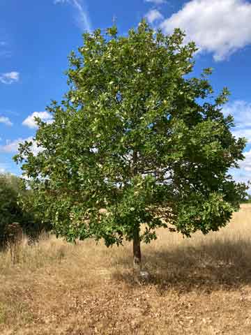oak tree in grass