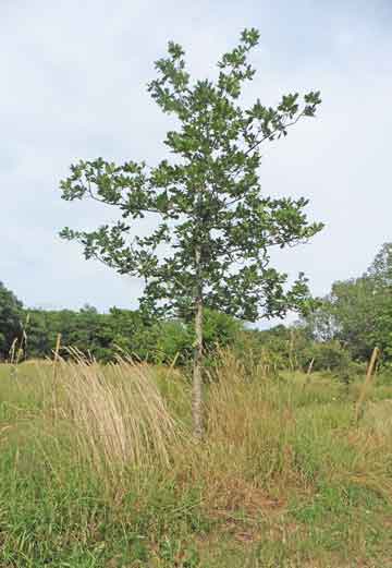 tree in good condition