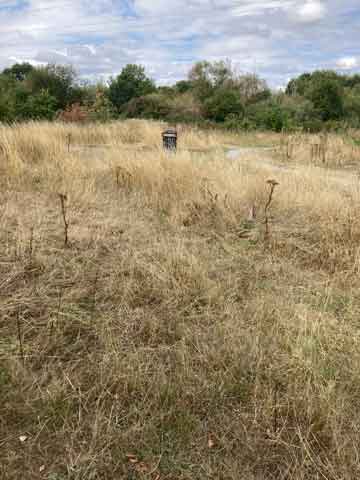 grassy area without tree