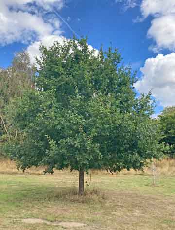 oak tree in parkland