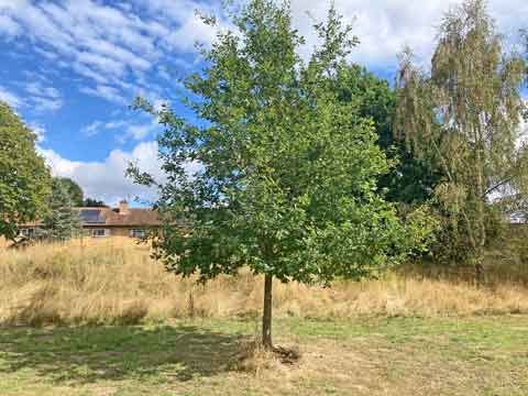 oak tree in grass