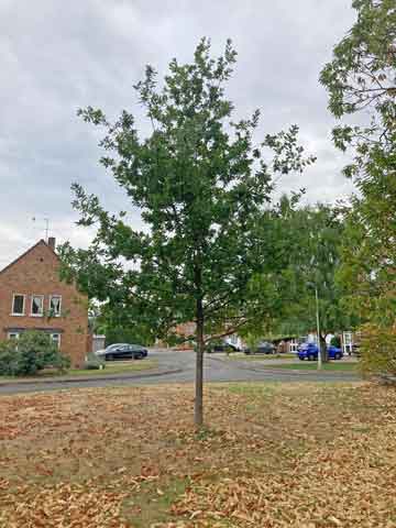 Tree in housing estate